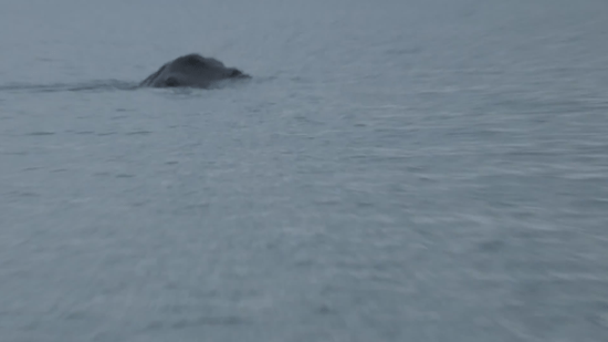 Fake or not? A close-up of the Lough Foyle "monster".